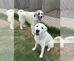 Small #5 Great Pyrenees Mix
