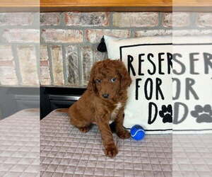 Goldendoodle (Miniature) Puppy for sale in GREENFIELD, IN, USA