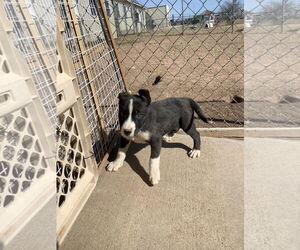 Siberian Husky Mix Dog for Adoption in Amarillo, Texas USA