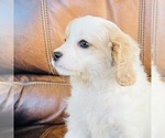Small Photo #5 Cavapoo Puppy For Sale in FRESNO, OH, USA