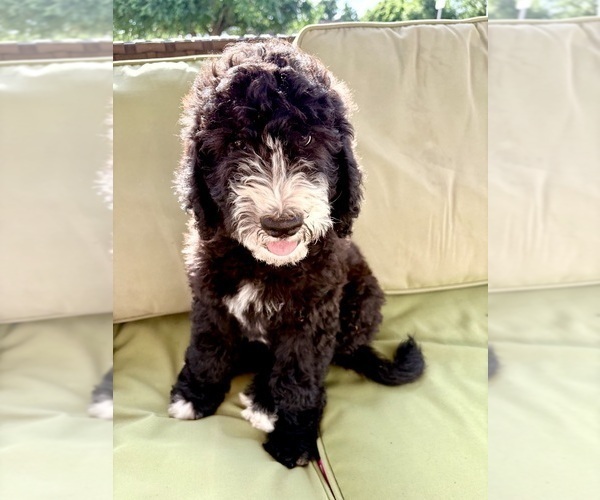 Medium Photo #4 Goldendoodle-Sheepadoodle Mix Puppy For Sale in BRANDON, FL, USA