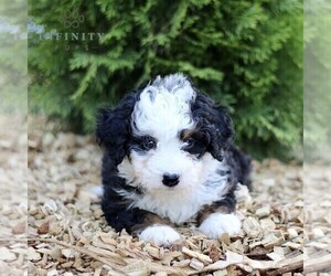 Miniature Bernedoodle Puppy for sale in GORDONVILLE, PA, USA