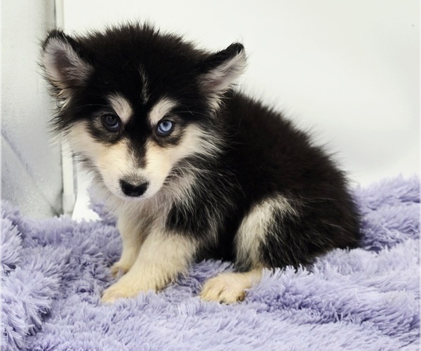 Medium Photo #1 Siberian Husky Puppy For Sale in SANDY HOOK, KY, USA