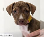 Small #2 American Pit Bull Terrier-Labrador Retriever Mix