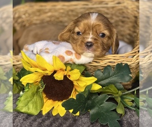 Cavalier King Charles Spaniel Puppy for sale in FREMONT, CA, USA