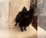 Small Photo #6 Pomeranian Puppy For Sale in KENT, WA, USA