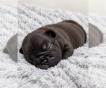 Puppy shadow French Bulldog