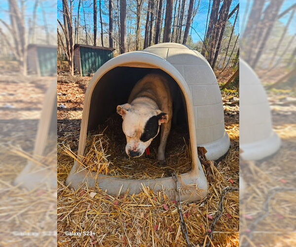 Medium Photo #10 American Bulldog-Labrador Retriever Mix Puppy For Sale in Atlanta, GA, USA