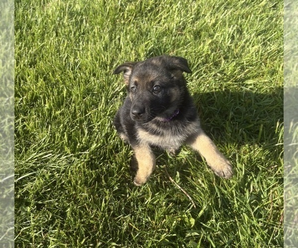 Medium Photo #3 German Shepherd Dog Puppy For Sale in SUMPTER TWP, MI, USA