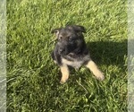 Small Photo #4 German Shepherd Dog Puppy For Sale in SUMPTER TWP, MI, USA