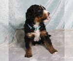 Small Photo #2 Bernedoodle Puppy For Sale in ANDERSON, SC, USA