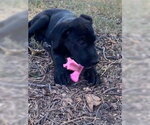 Small #3 Labrador Retriever Mix