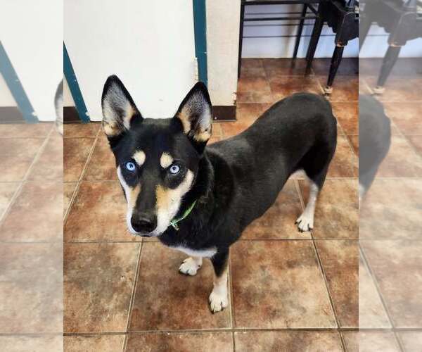 Medium Photo #1 Siberian Husky Puppy For Sale in Amarillo, TX, USA