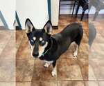 Blue - Female Siberian Husky Dog for Adoption - Small photo