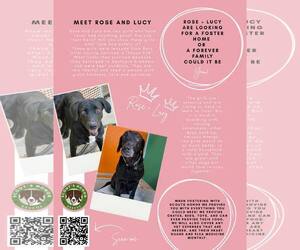 Labrador Retriever-Unknown Mix Dogs for adoption in Houston, TX, USA