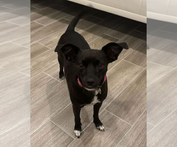 Medium Photo #1 Chihuahua-Unknown Mix Puppy For Sale in Key Largo, FL, USA