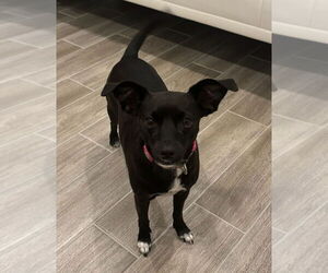 Medium Chihuahua Mix