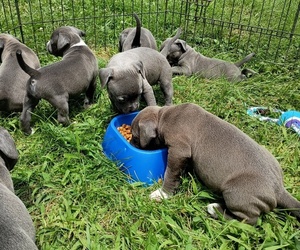 American Pit Bull Terrier Puppy for sale in HOMER, MI, USA