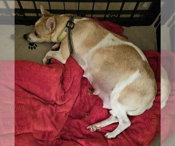 Medium Photo #3 Chihuahua-Unknown Mix Puppy For Sale in Olalla, WA, USA