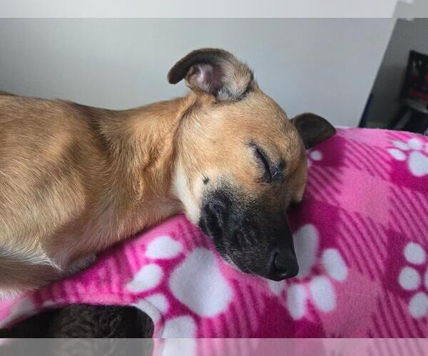 Medium Photo #2 Chihuahua-Unknown Mix Puppy For Sale in Aurora, CO, USA