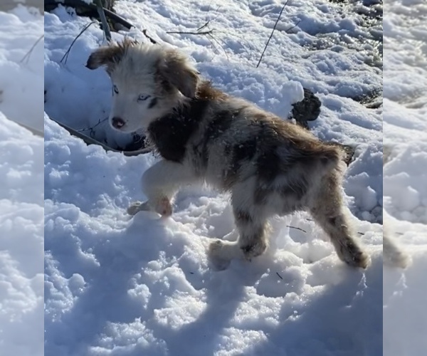 Medium Photo #11 Australian Shepherd Puppy For Sale in WEST PLAINS, MO, USA