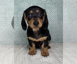 Small #4 Dachshund