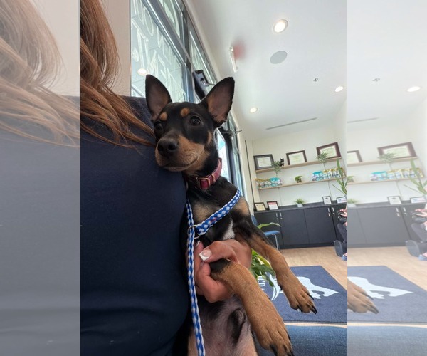 Medium Photo #2 Miniature Pinscher-Unknown Mix Puppy For Sale in Morganville, NJ, USA