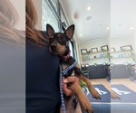 Small #1 Miniature Pinscher Mix