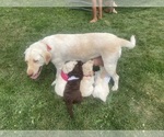 Small Photo #5 Labradoodle Puppy For Sale in LINDSEY, WI, USA