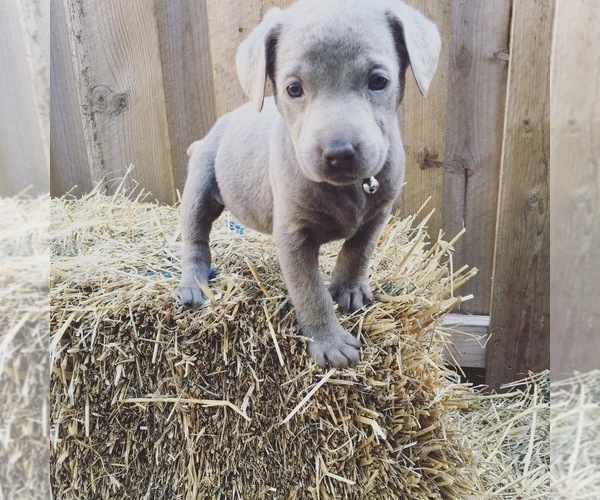 Medium Photo #10 Labrador Retriever Puppy For Sale in FORT MADISON, IA, USA