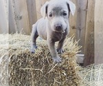 Small Photo #10 Labrador Retriever Puppy For Sale in FORT MADISON, IA, USA