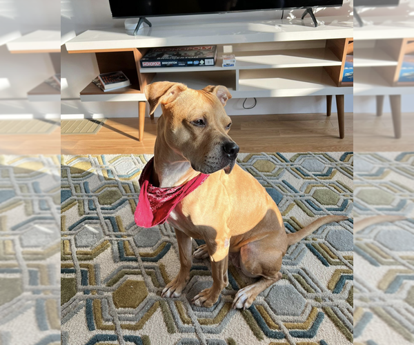 Medium Photo #8 American Pit Bull Terrier-Unknown Mix Puppy For Sale in Brooklyn, NY, USA