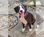 Small #7 American Staffordshire Terrier-Great Dane Mix