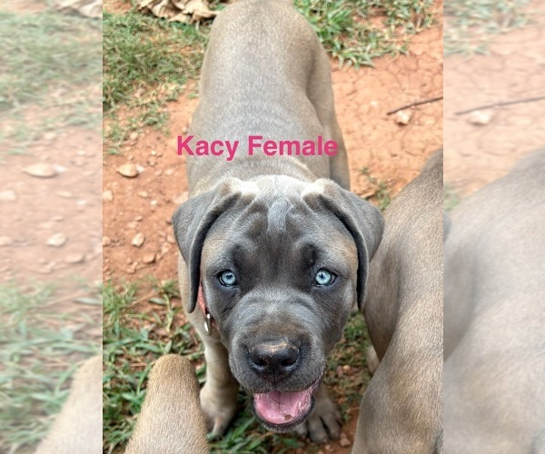 Medium Photo #17 Cane Corso Puppy For Sale in ROCKMART, GA, USA