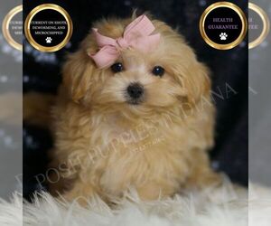 Maltipoo Puppy for sale in WARSAW, IN, USA