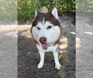 Siberian Husky Dogs for adoption in Fort Lauderdale, FL, USA