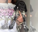Puppy Angel German Shorthaired Pointer