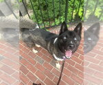 Small Akita