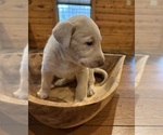 Small #50 Labrador Retriever