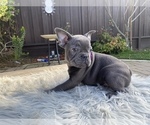 Small Photo #7 French Bulldog Puppy For Sale in HOLLISTER, CA, USA
