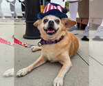 Small Chihuahua