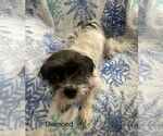 Small #1 Breeder Profile image