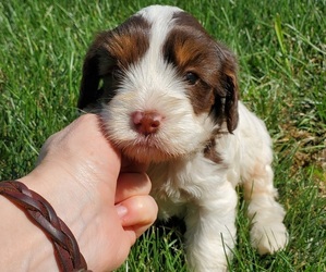 Bernedoodle (Miniature) Puppy for sale in LEETONIA, OH, USA
