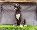 Small #5 Great Dane