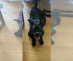 Small #1 Boxerhuahua