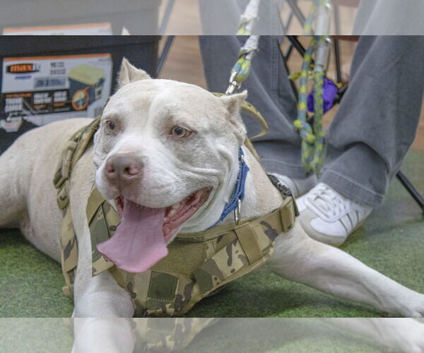 Medium Photo #16 American Staffordshire Terrier-Unknown Mix Puppy For Sale in Tampa, FL, USA