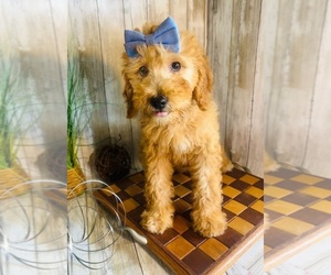 Medium Goldendoodle (Miniature)