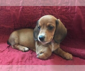 Dachshund Puppy for sale in GRANBY, CT, USA