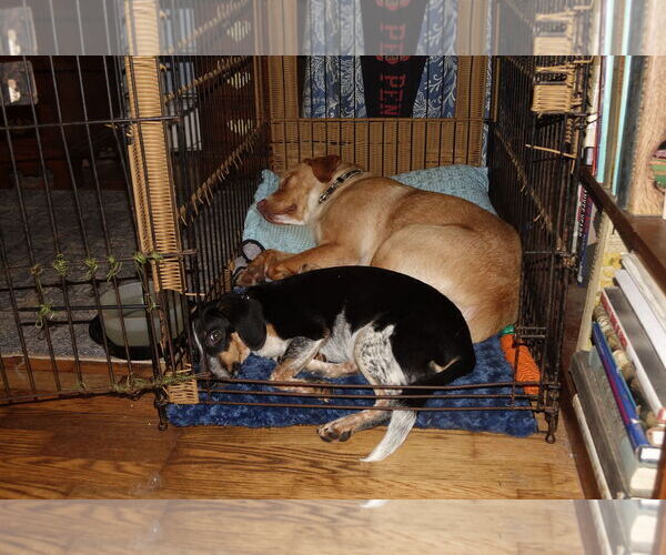 Medium Photo #5 Beagle-Unknown Mix Puppy For Sale in Doylestown, PA, USA