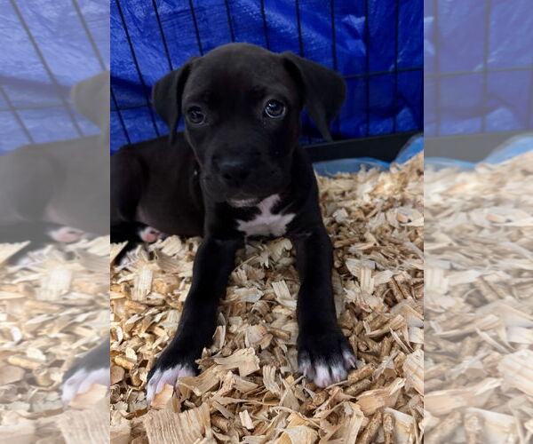 Medium Photo #3 Bullboxer Pit Puppy For Sale in Sanford, FL, USA
